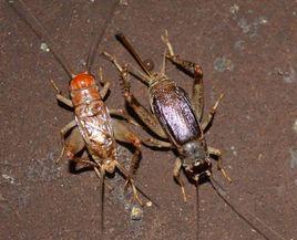 粗點啞蟋 粗點啞蟋