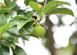桂木[蕁麻目桑科植物]