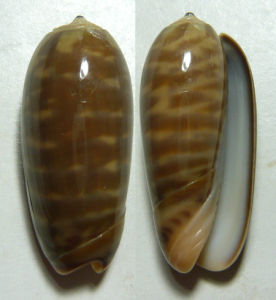 斑馬榧螺 斑馬榧螺