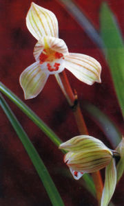 麻白蓮瓣 麻白蓮瓣