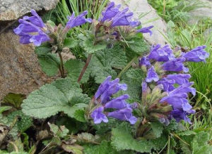 小花毛建草 小花毛建草