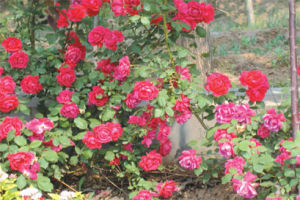 大花尾萼薔薇 大花尾萼薔薇