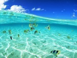 黑十字魚 黑十字魚