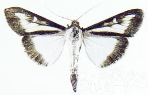 櫟綠尺蛾 櫟綠尺蛾