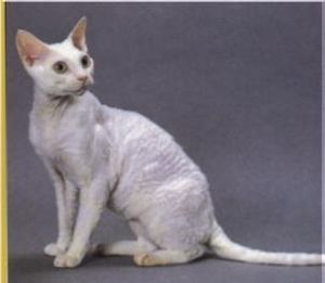 泥盆雷庫斯貓 泥盆雷庫斯貓