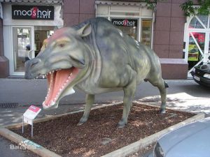 始巨豬屬 始巨豬屬