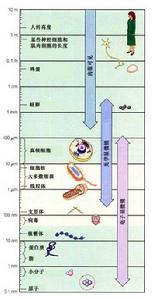 電子顯微鏡觀察區間