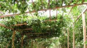 千里葡萄長廊 千里葡萄長廊