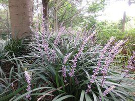 蘭花三七 蘭花三七