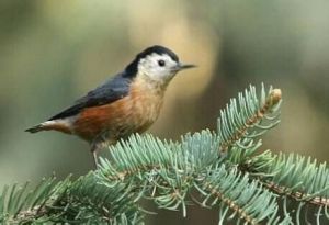 紋胸針尾雀 紋胸針尾雀