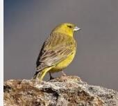 綠黃黃雀鵐 綠黃黃雀鵐