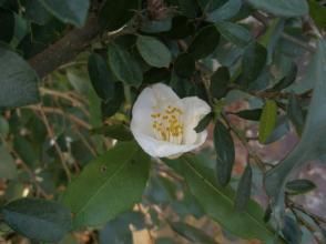 金屏連蕊茶 金屏連蕊茶