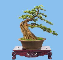 對節白蠟樹盆景 對節白蠟樹盆景