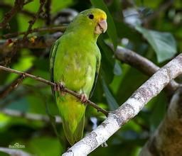 綠腰鸚哥指名亞種 綠腰鸚哥指名亞種