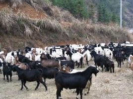 通山烏骨山羊 通山烏骨山羊