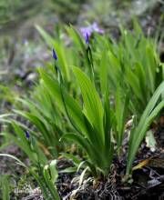 長柄鳶尾 長柄鳶尾