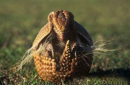 巴西三帶犰狳 巴西三帶犰狳