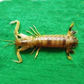 長叉口蝦蛄 長叉口蝦蛄