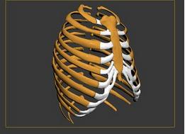 胸椎模型 胸椎模型