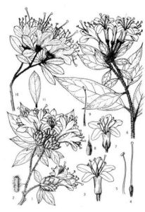 南昆杜鵑（原變種）