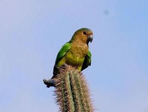 褐喉錐尾鸚鵡金肩亞種