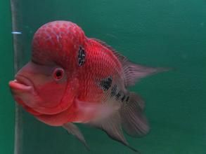 長體擬麗魚 長體擬麗魚