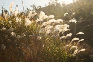 纖纖蘆葦 婆娑婀娜