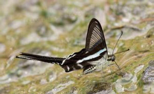 綠帶燕鳳蝶 綠帶燕鳳蝶