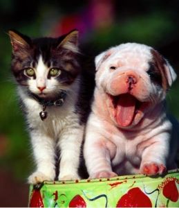 怪異盟友 怪異盟友