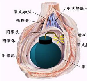 睪丸炸彈 睪丸炸彈