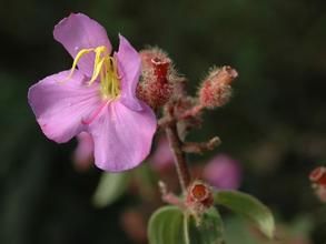 假朝天罐 假朝天罐