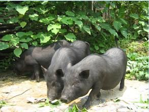 小耳朵豬 小耳朵豬