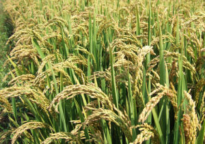 遼星10號 遼星10號