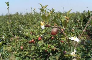 油茶油[屬於山茶科植物的油茶]