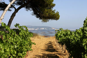 法國南部博美侯酒窖 法國南部博美侯酒窖