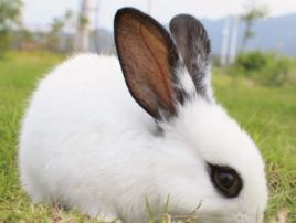 兔子的歷史 兔子的歷史