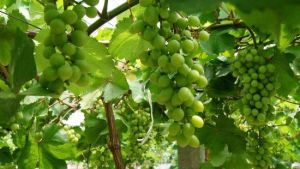 興寶果蔬採摘園 興寶果蔬採摘園