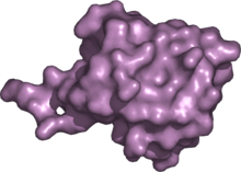 molecular surface of ubiquitin