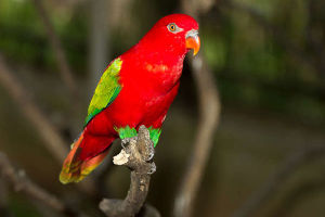 喋喋吸蜜鸚鵡巴占島亞種 喋喋吸蜜鸚鵡巴占島亞種