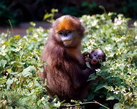黔金絲猴 黔金絲猴