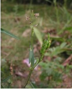 皺縮鏈莢豆 皺縮鏈莢豆