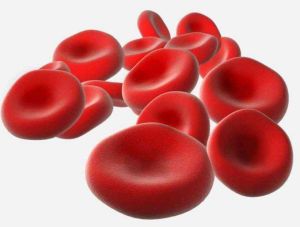 紅細胞膜 紅細胞膜