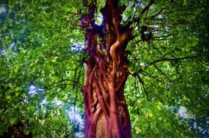 菩提本無樹明鏡亦非台