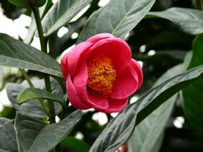 越南油茶 越南油茶