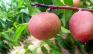 北京蟠桃園 北京蟠桃園