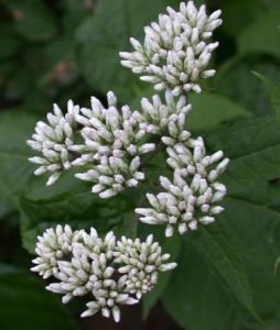 毛果澤蘭 毛果澤蘭