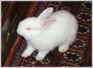 多瓦夫兔