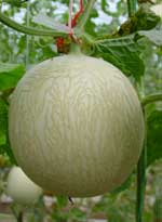 秀玉七號 秀玉七號