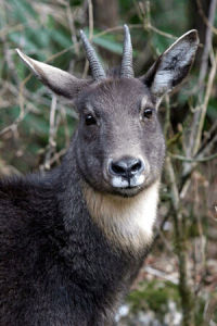 喜馬拉雅鬣羚 喜馬拉雅鬣羚
