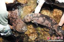 梅山龍宮地下河發現娃娃魚